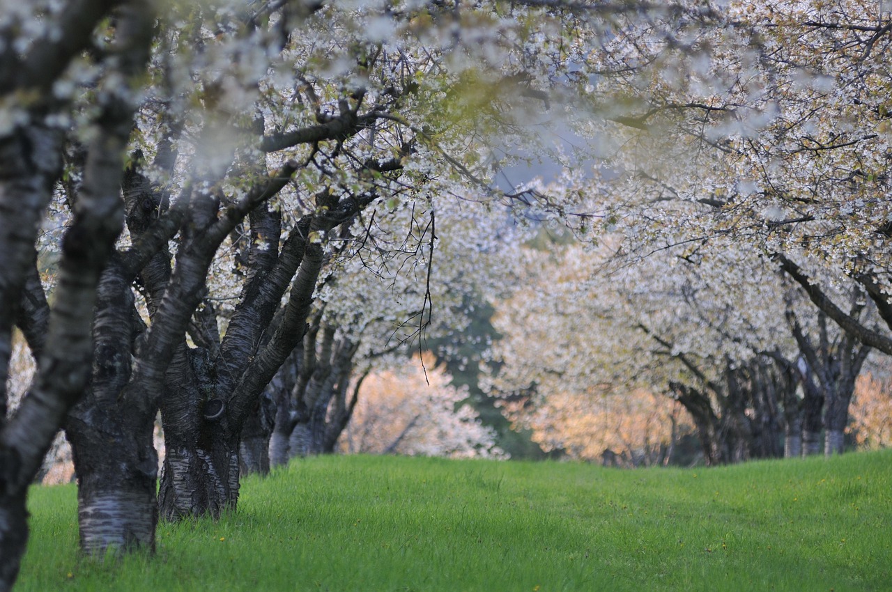 动漫图片中的雨境,情感与魅力的表达