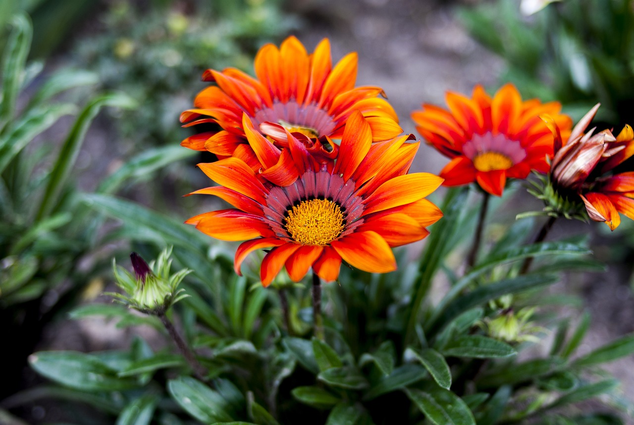 封开江口最新招聘信息详解及解读关于招聘的最新动态概述