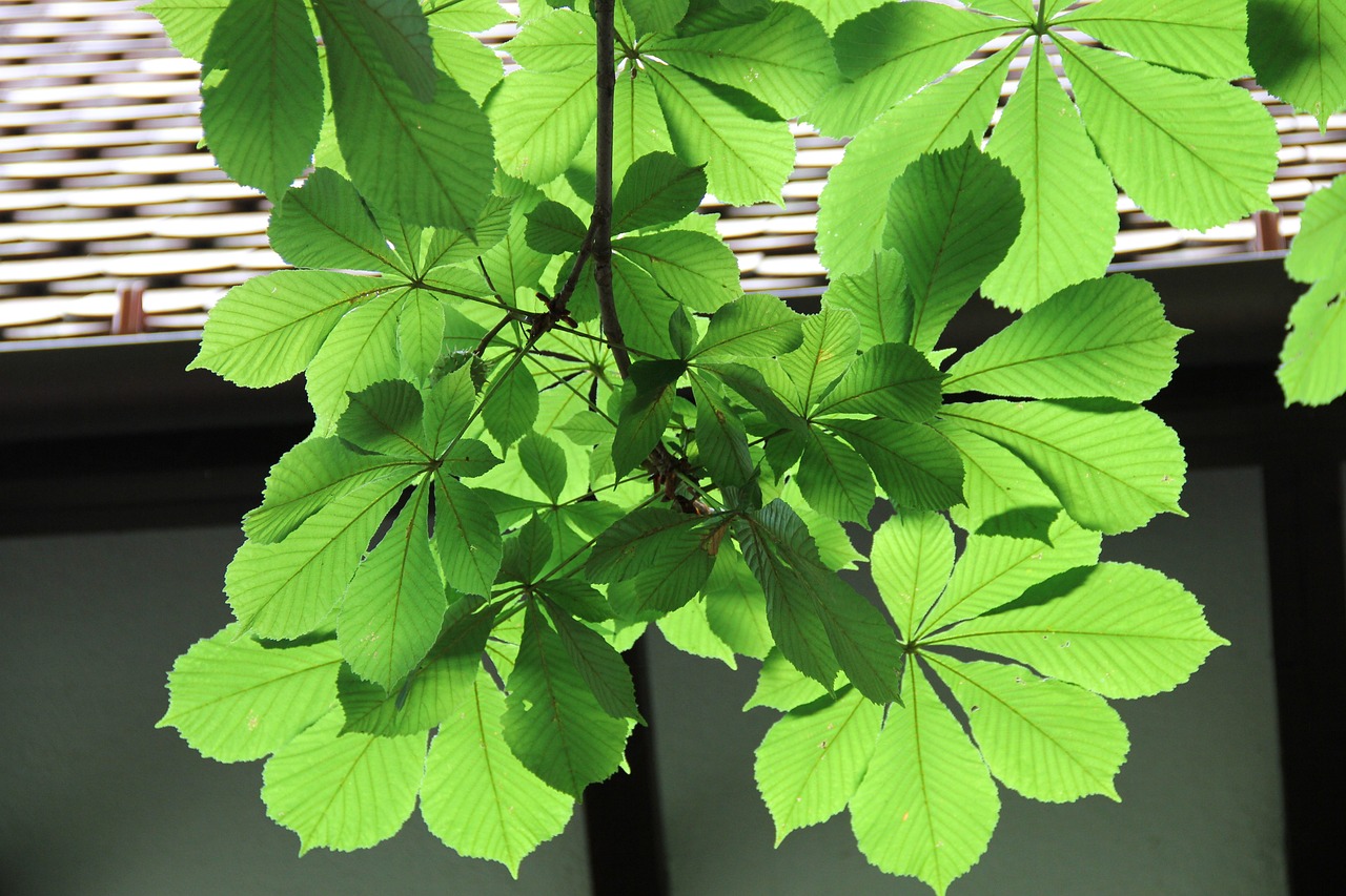 银魂动漫头像,魅力独特之处揭秘