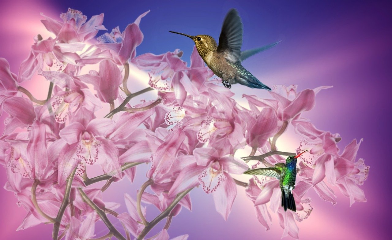 鹤庆兰花最新价格资讯,探寻珍稀花卉价值与市场动态