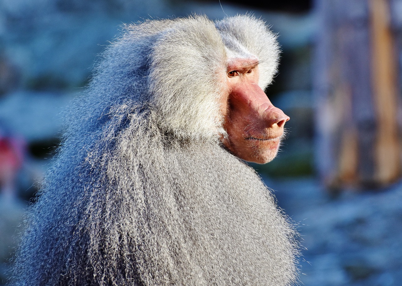 猴子新技能惊艳展示，灵长类智慧与创造力的结合