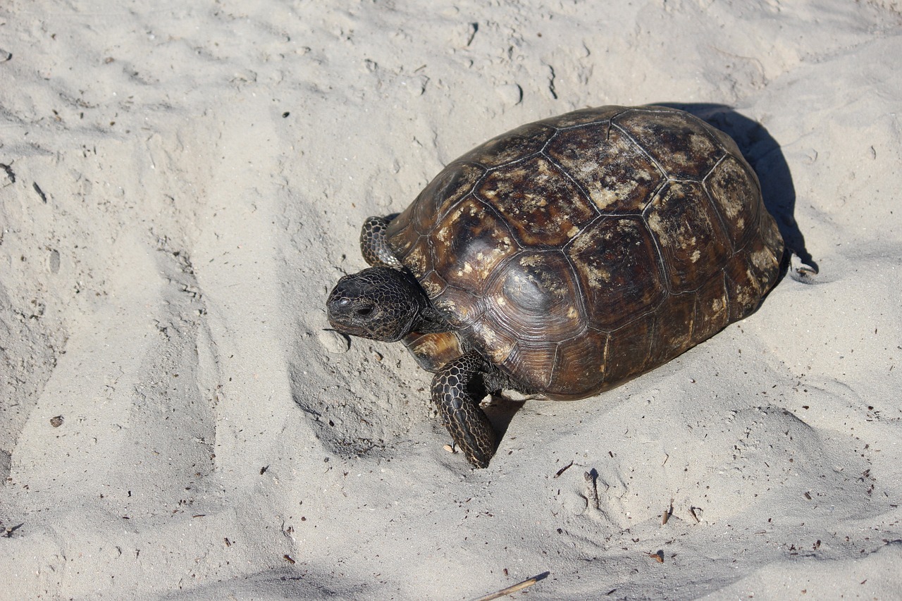 忧郁的紫竹 第27页