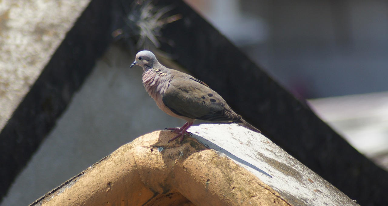 嘉兴海盐房价动态,市场走势、影响因素深度分析