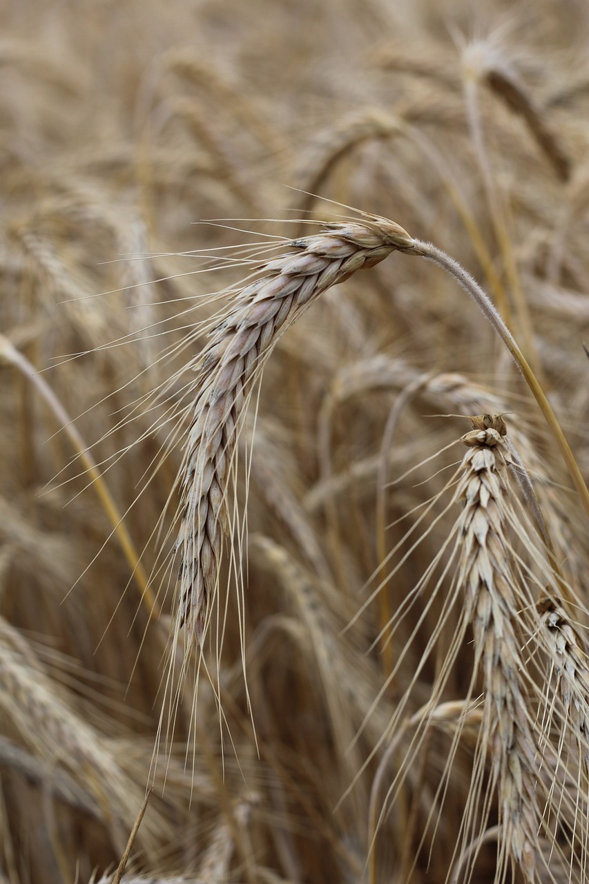 最新玉米种子种植革新与未来展望展望报告