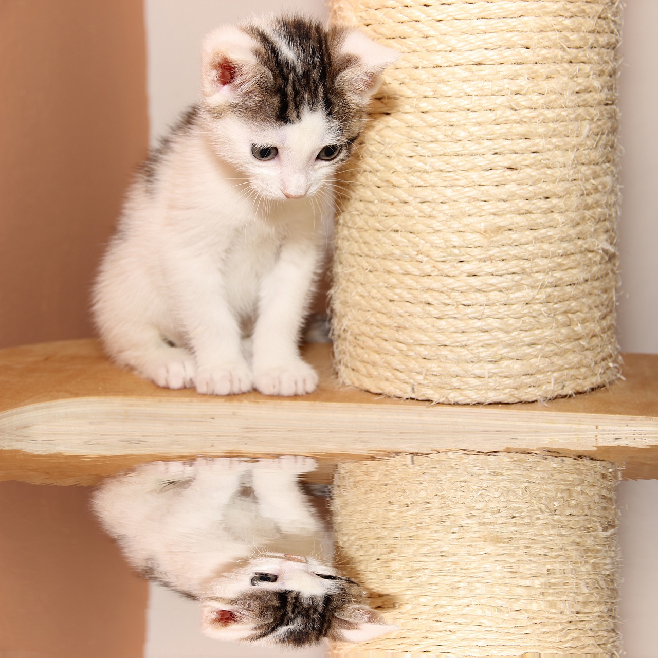 最新Kitty猫卡通图集,魅力与乐趣的无限展现