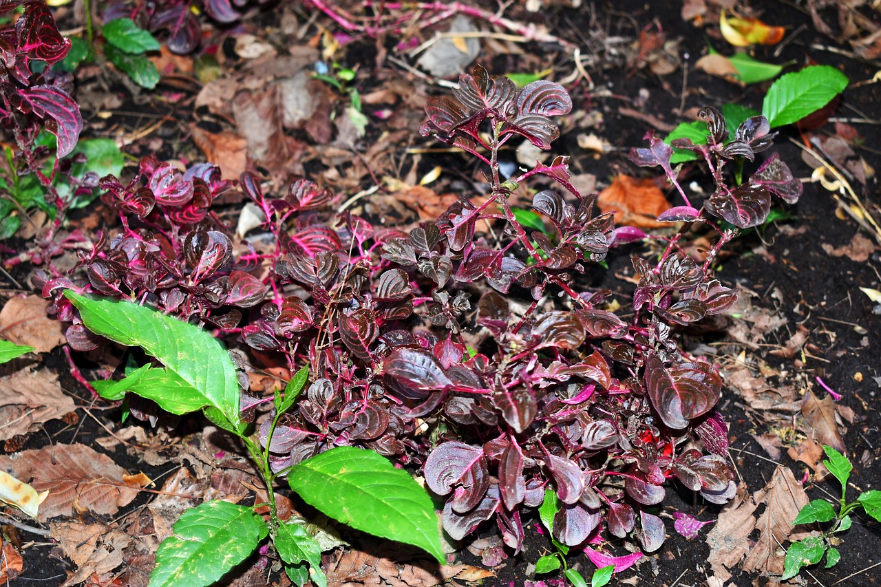 最新疫情动态下的国家应对策略与挑战概览