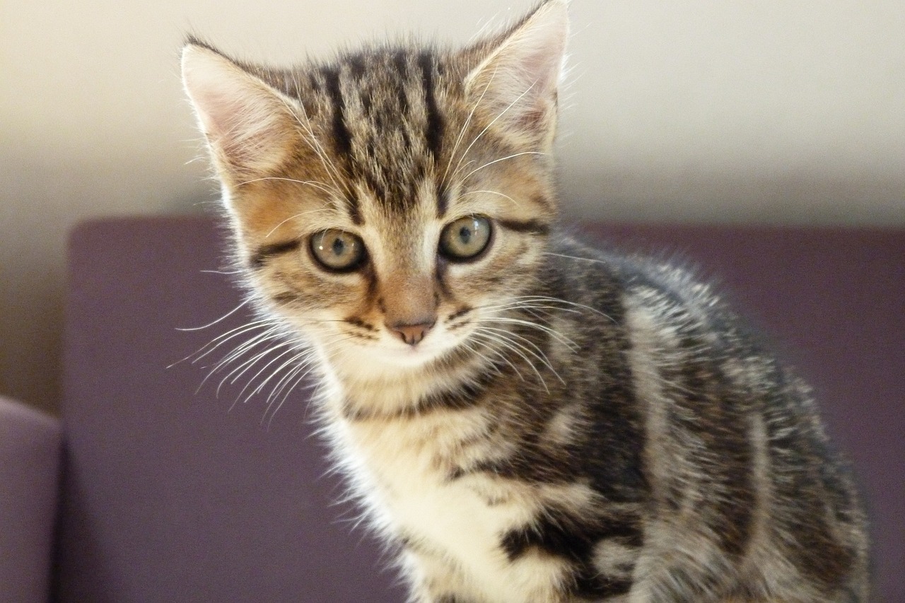 猫咪风采秀,展现猫之魅力与优雅的魅力展