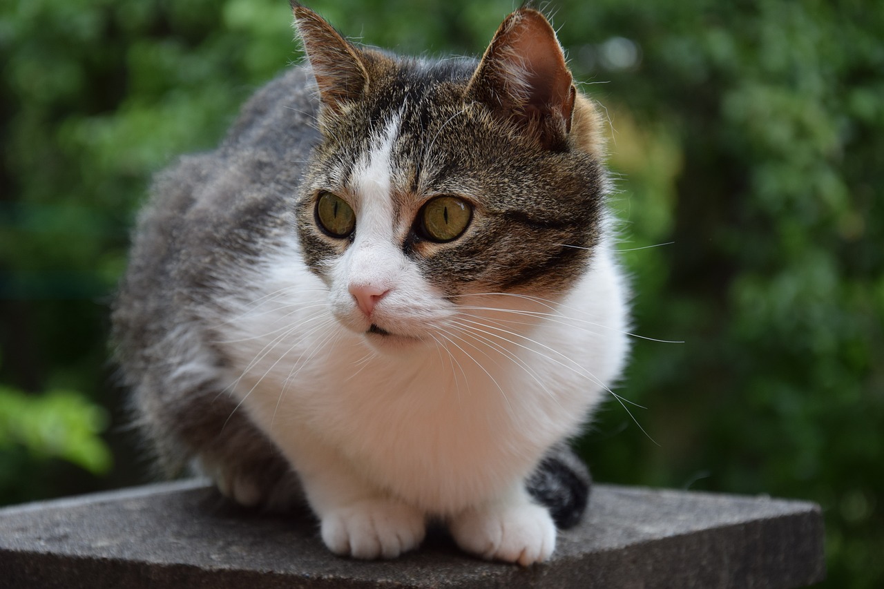 猫咪风采秀,展现猫之魅力与优雅的魅力展