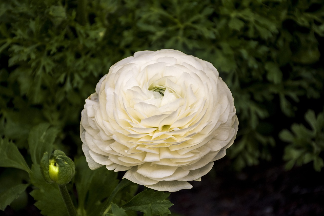 石家庄如园最新房产价格概览及市场动态分析