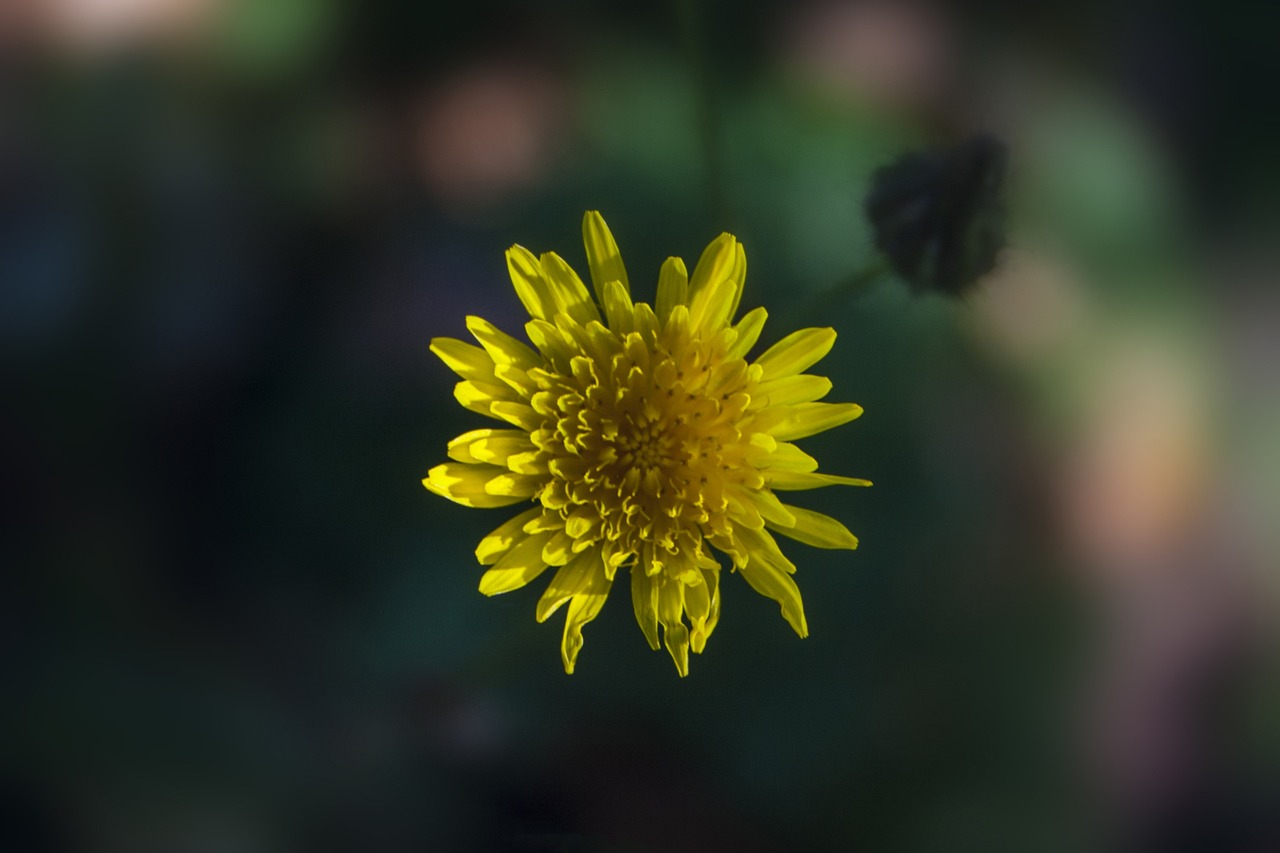 石家庄如园最新房产价格概览及市场动态分析