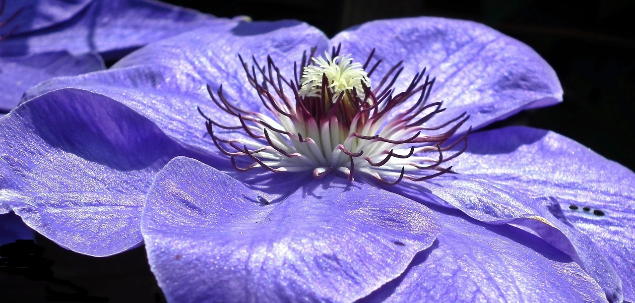 今晚澳门特马开的什么号码,UJ24.2.52动态文本变异解析技巧