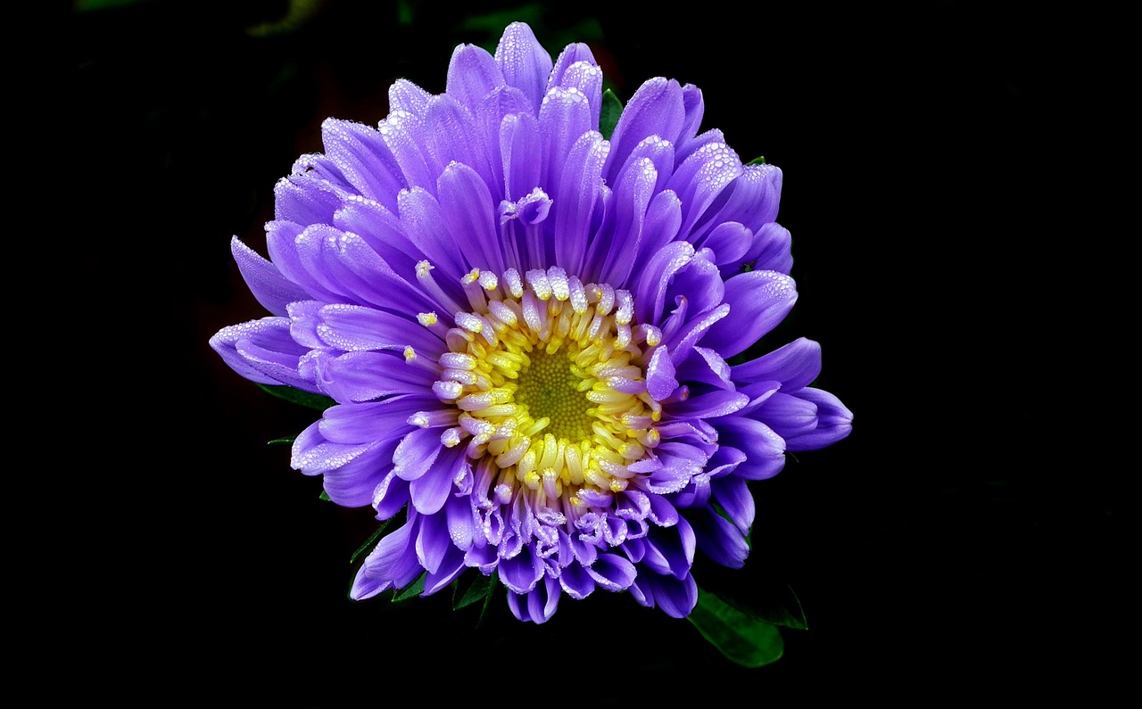 今晚澳门特马开的什么号码,UJ24.2.52动态文本变异解析技巧