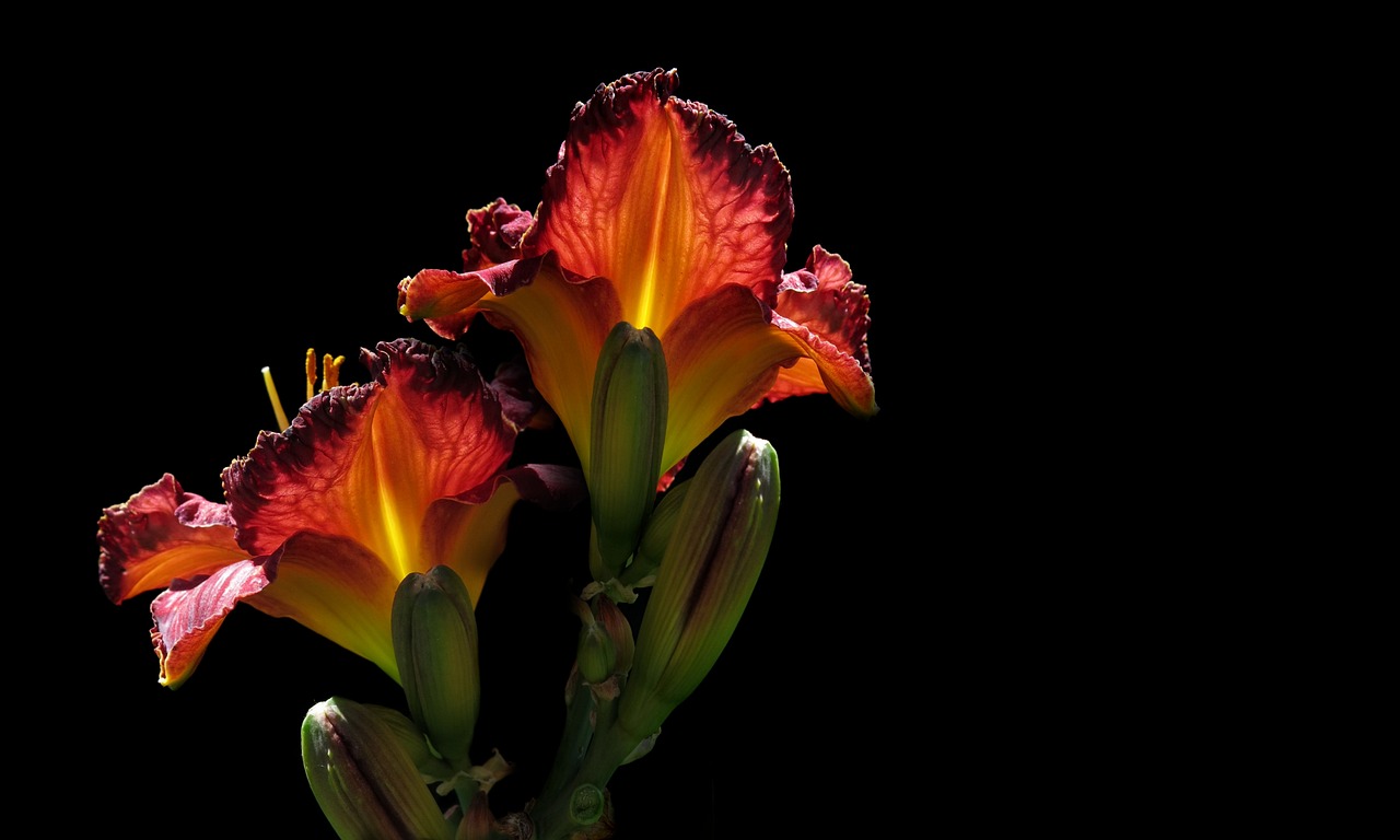 新澳全年免费资料大全,US92.8.35动态解读更新