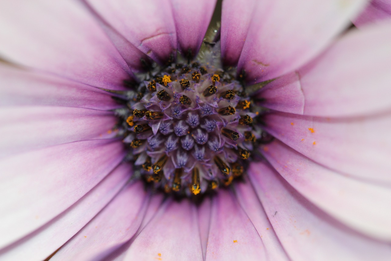 忘忧草APP最新版下载,探索与体验的乐趣