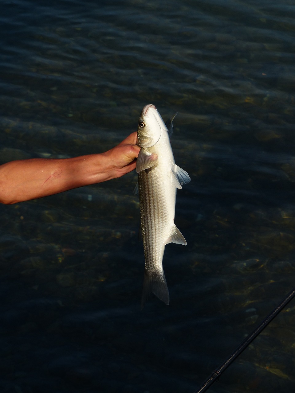 革新传统捕鱼方式,新型捕鱼设备推动渔业发展革命