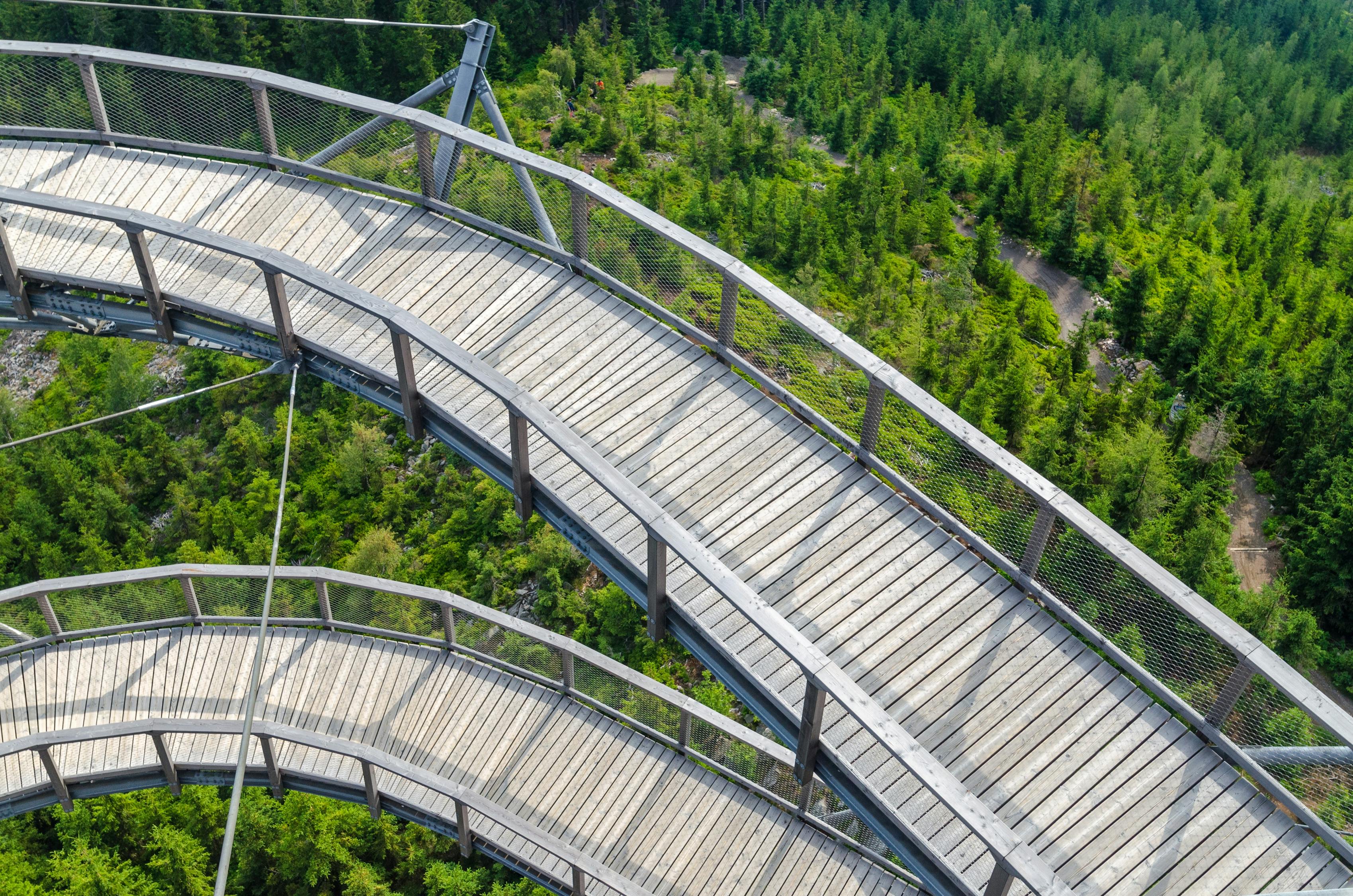 杉树木材行情深度解析与趋势展望