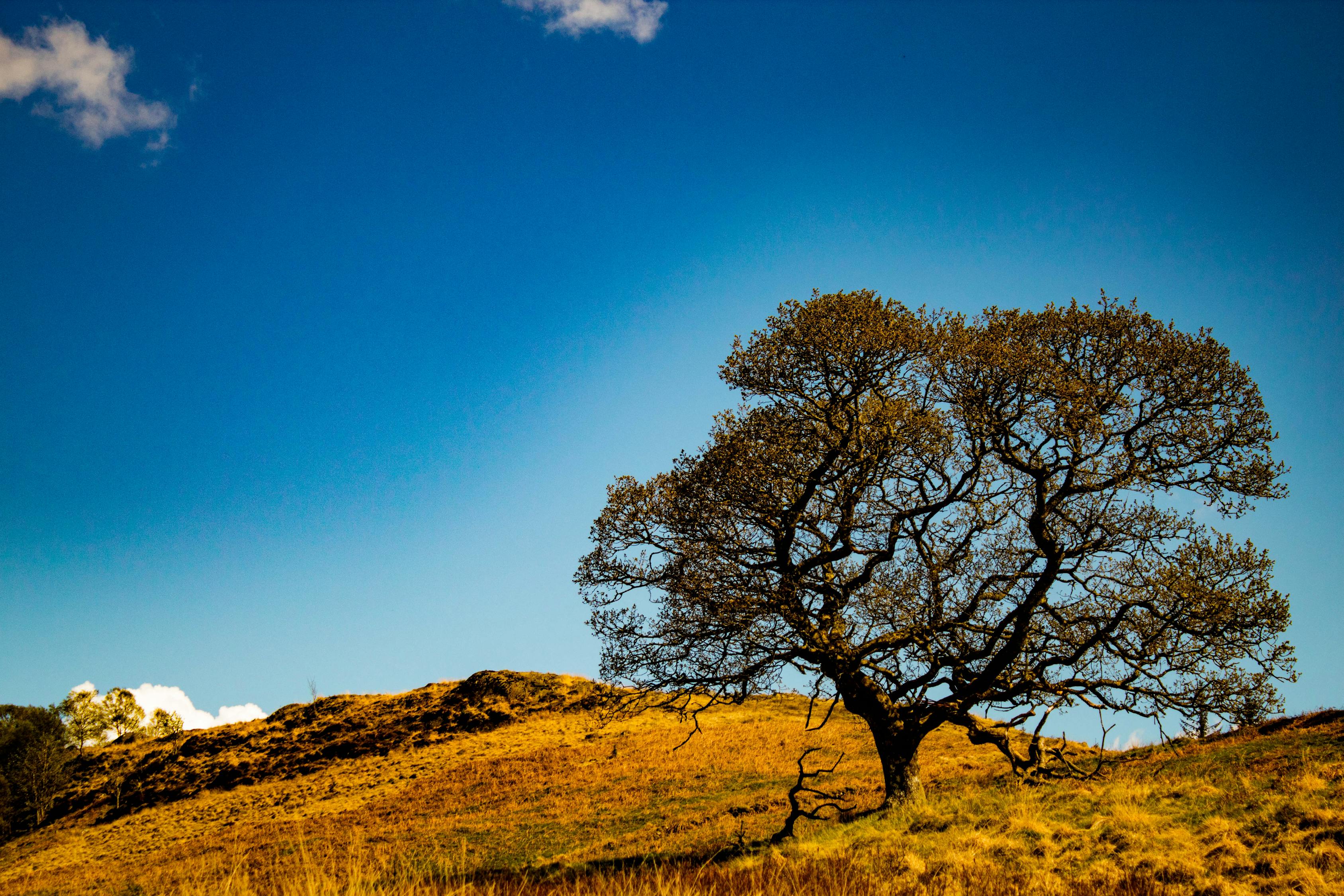 电影生命之树,探寻生命意义与价值的旅程