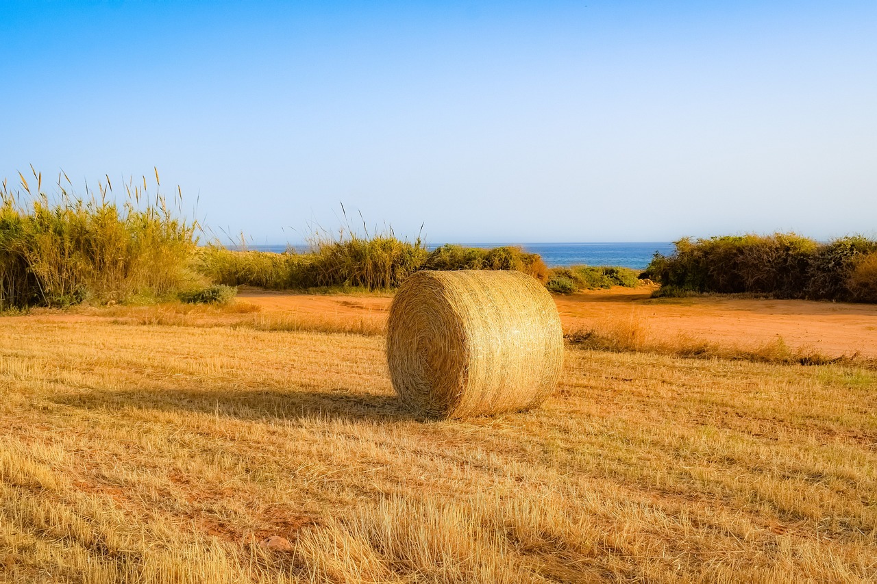 姜价动态与市场走势,影响因素剖析与未来展望