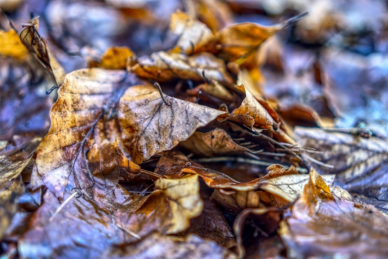 农村王四的最新动态概览