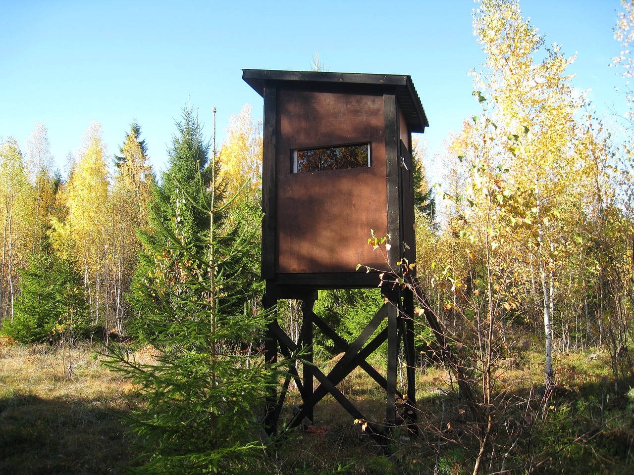 黑磷2017最新动态,探索与突破的成果揭秘