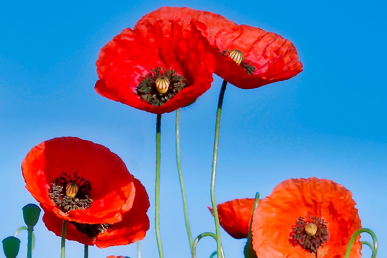 李小璐最新动态,闪耀爱心,持续传递正能量