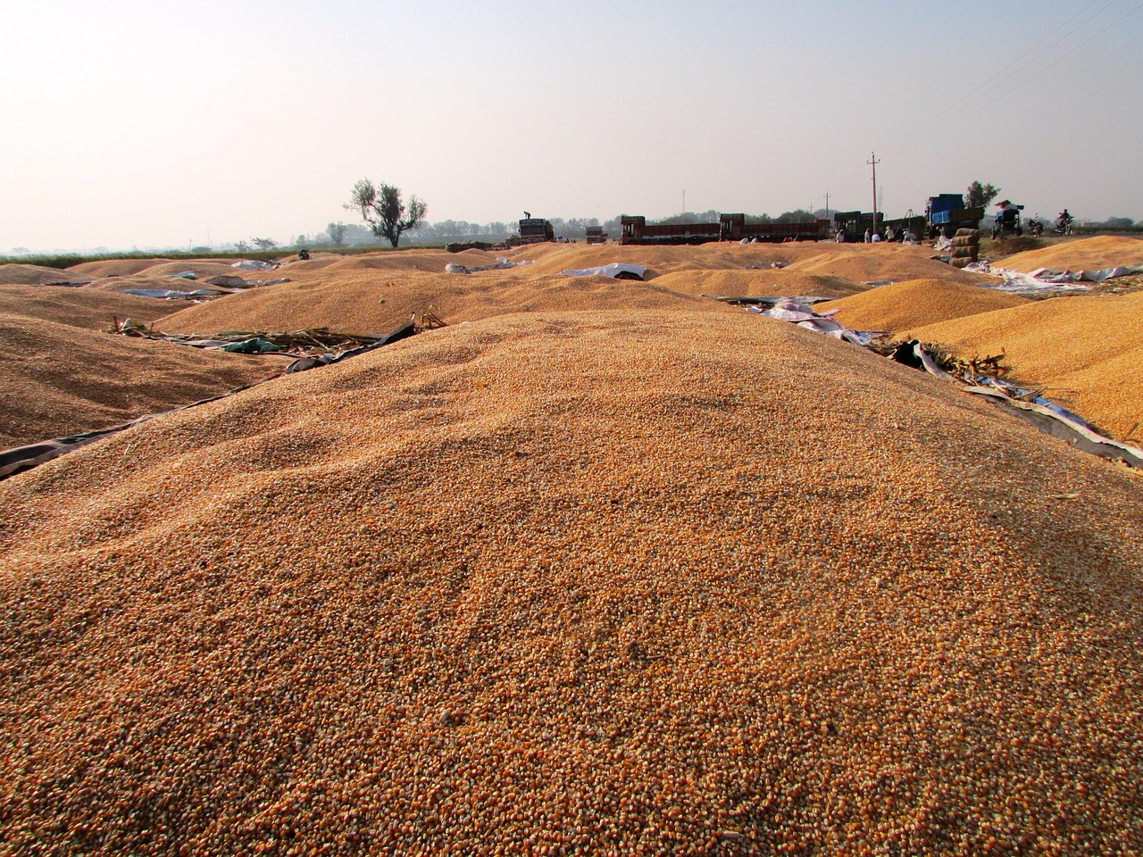 豆粕价格最新行情及分析