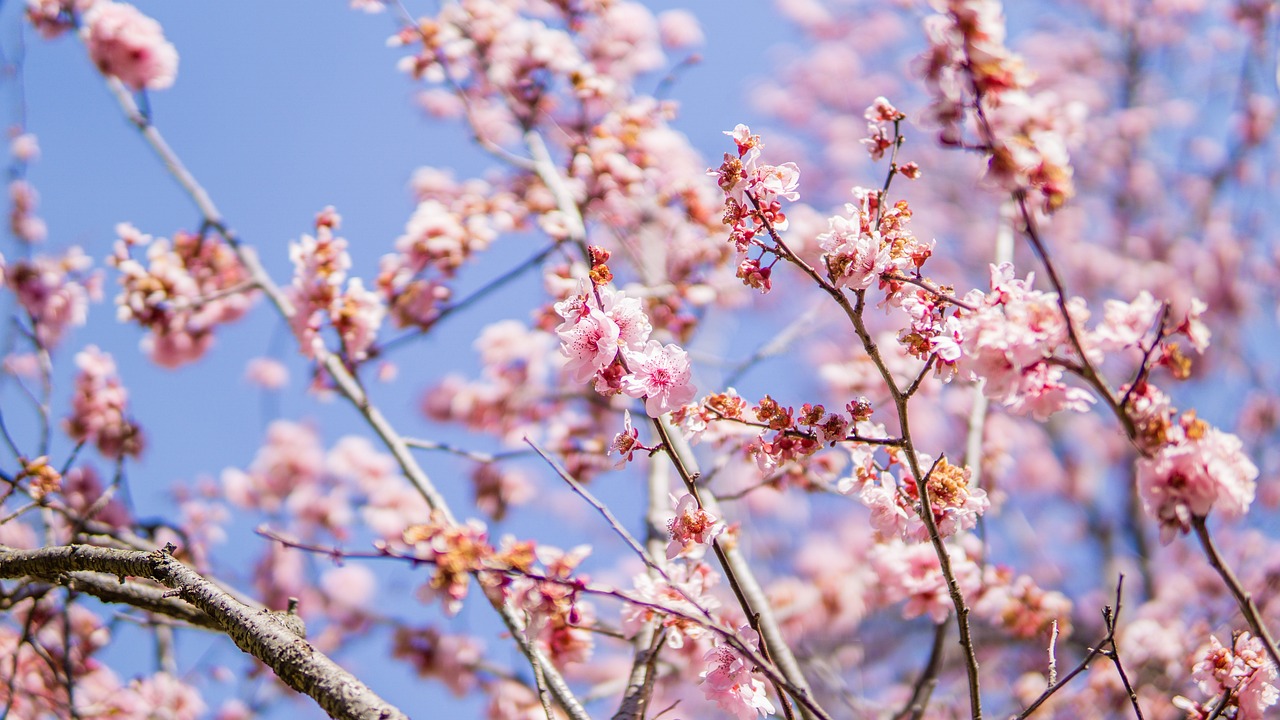 刀剑神域樱花动漫,热血青春的绽放与魅力