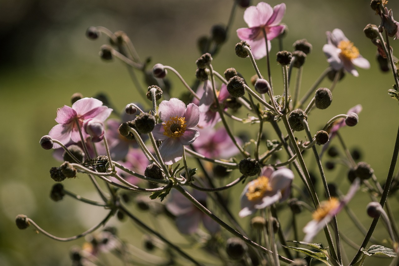全球流感挑战，最新动态与应对策略