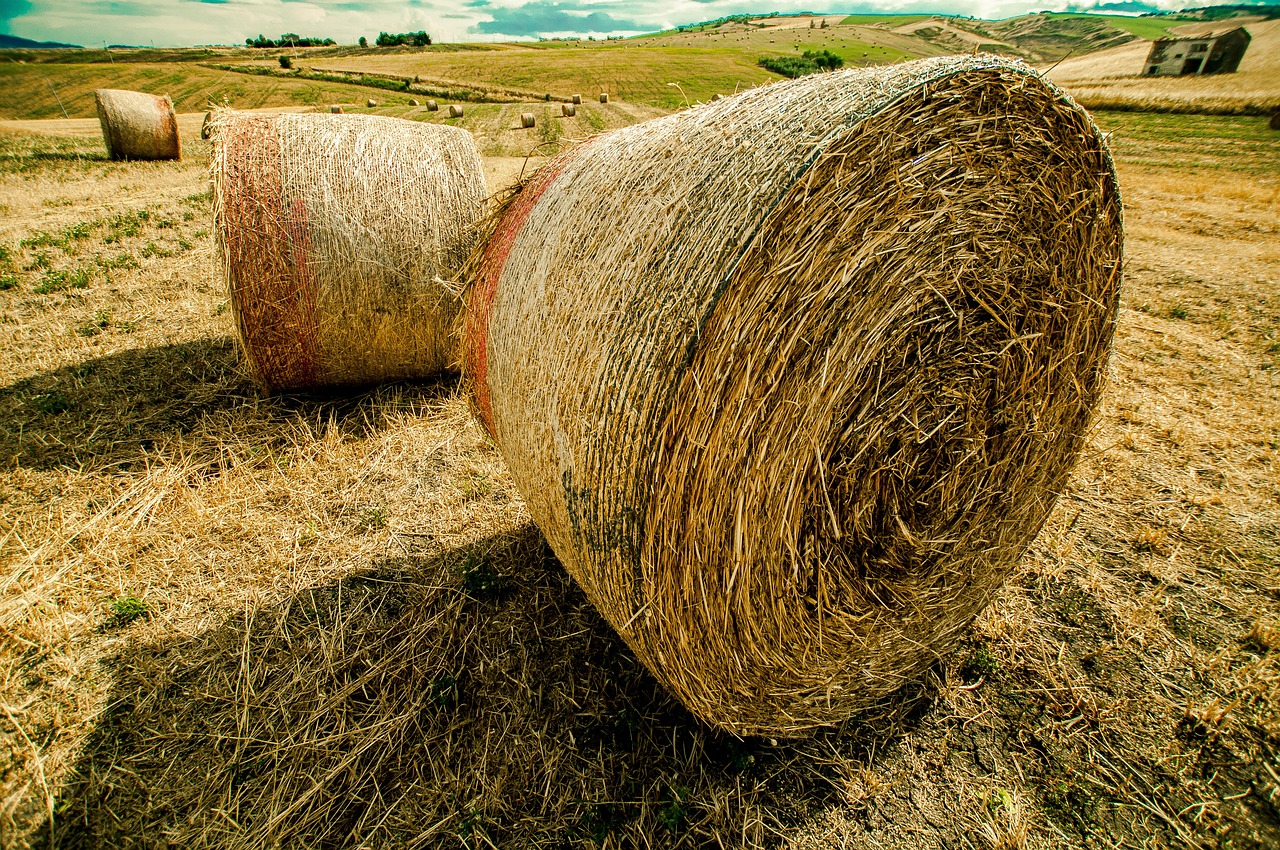 李征远信鸽动态揭秘,引领信鸽运动新时代,探索前沿科技新篇章