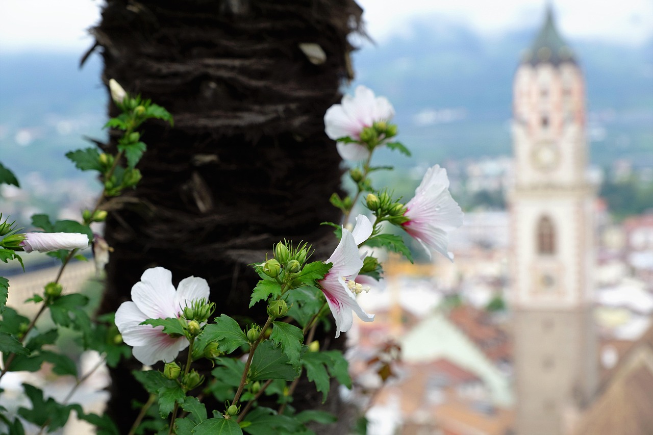 艺海棠绽放艺术魅力,最新资讯与未来展望