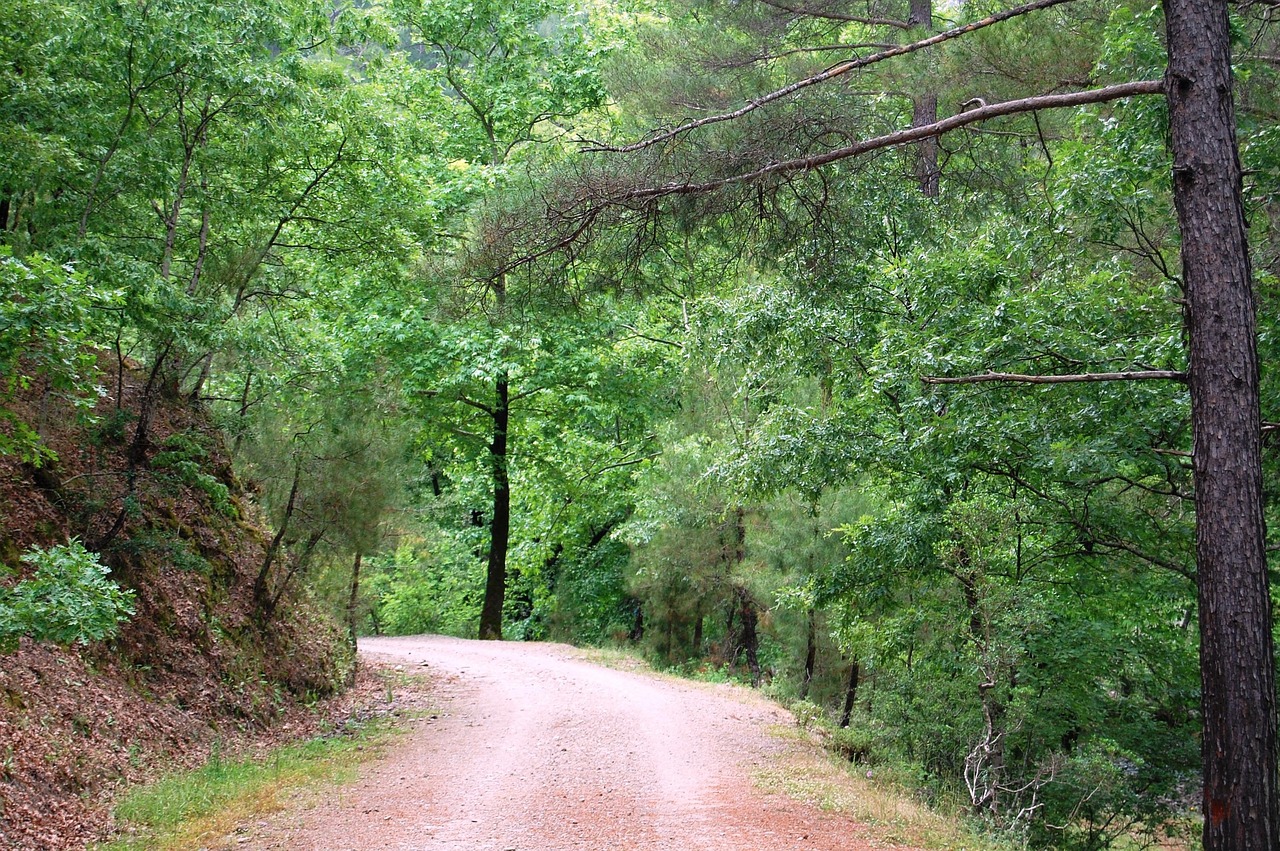 百里竹海旅游进展更新,绿色发展的新篇章开启。