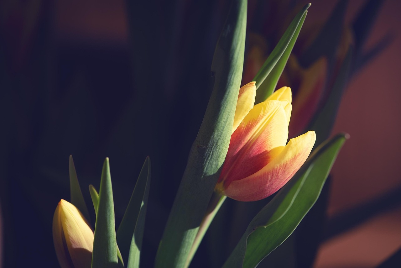 兰花花电视剧,荧屏之花的绽放