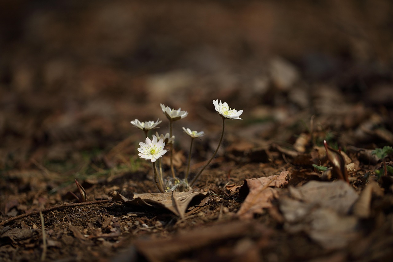 三月行情,万物复苏与投资的春天来临