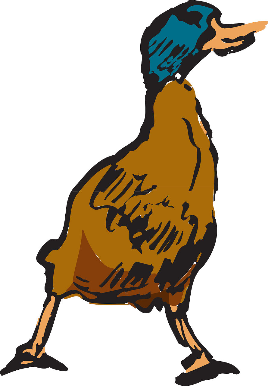 最新毛鸭价格及动态分析