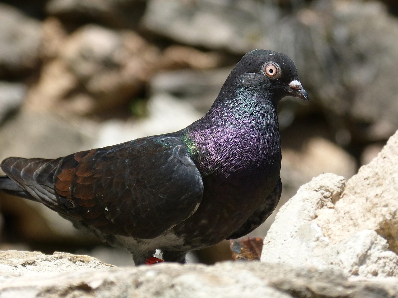 邓文敏最新鸽赛视频,速度与激情的展现风采