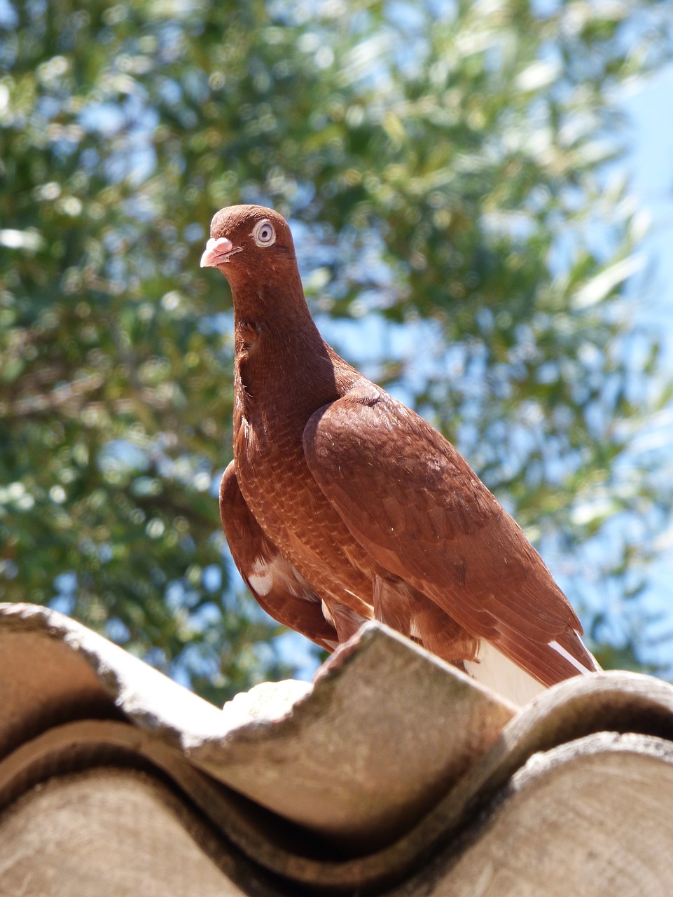 邓文敏最新鸽赛视频,速度与激情的展现风采