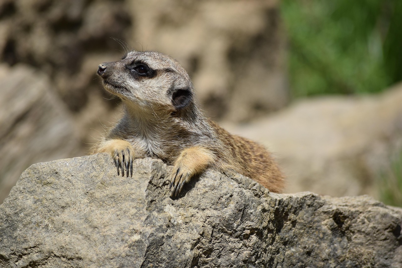 YY主播小白龙的成长之路,最新动态与独特魅力探索