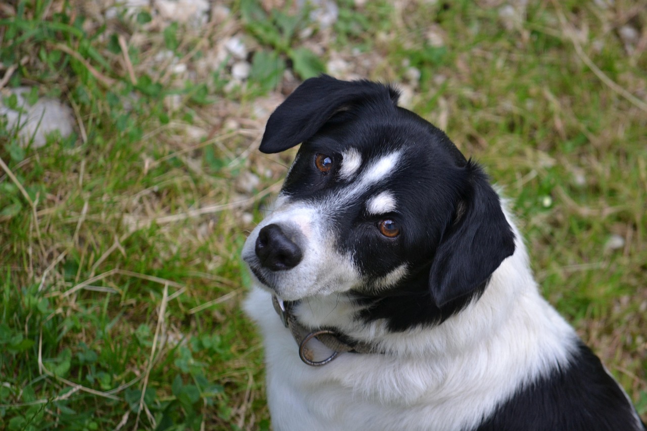 动漫之狗,忠诚、勇气与无尽友爱的展现