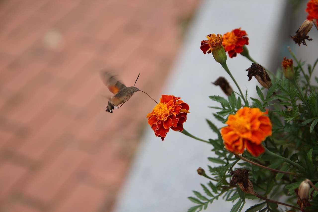 自然之美的瞬间捕捉,最新花景美图分享