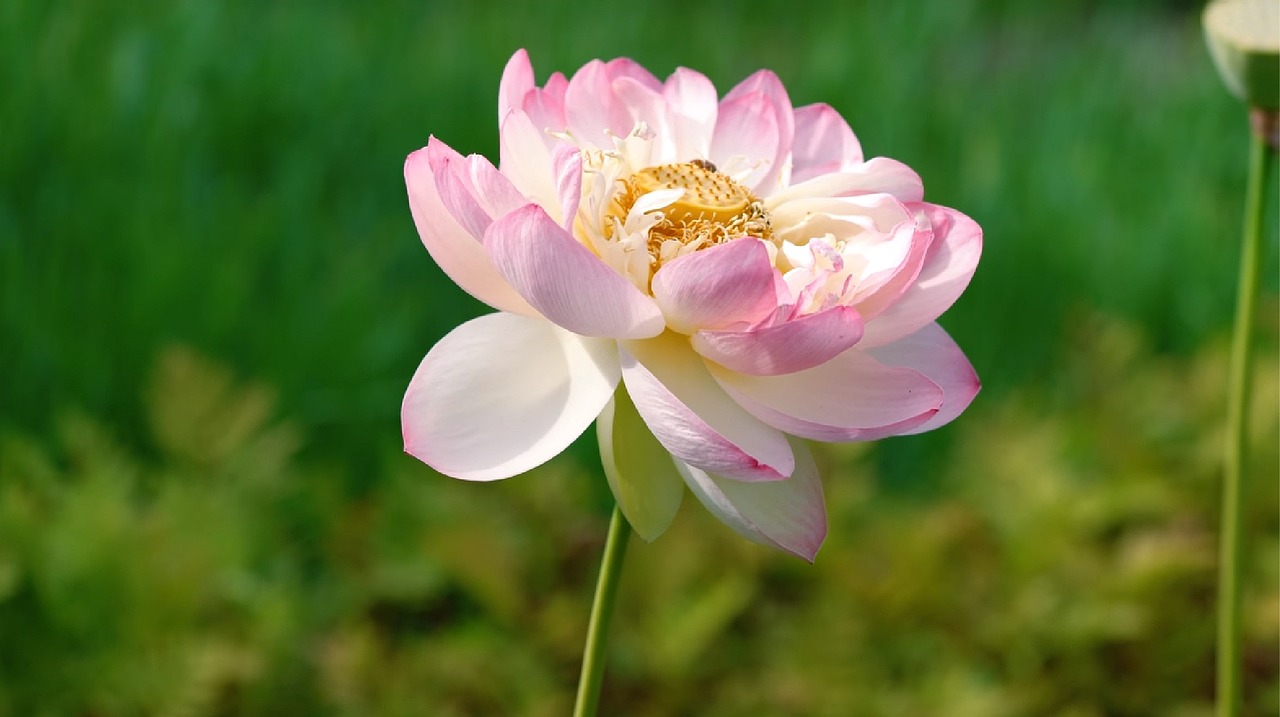 深华发A引领行业变革,共创美好未来最新动态