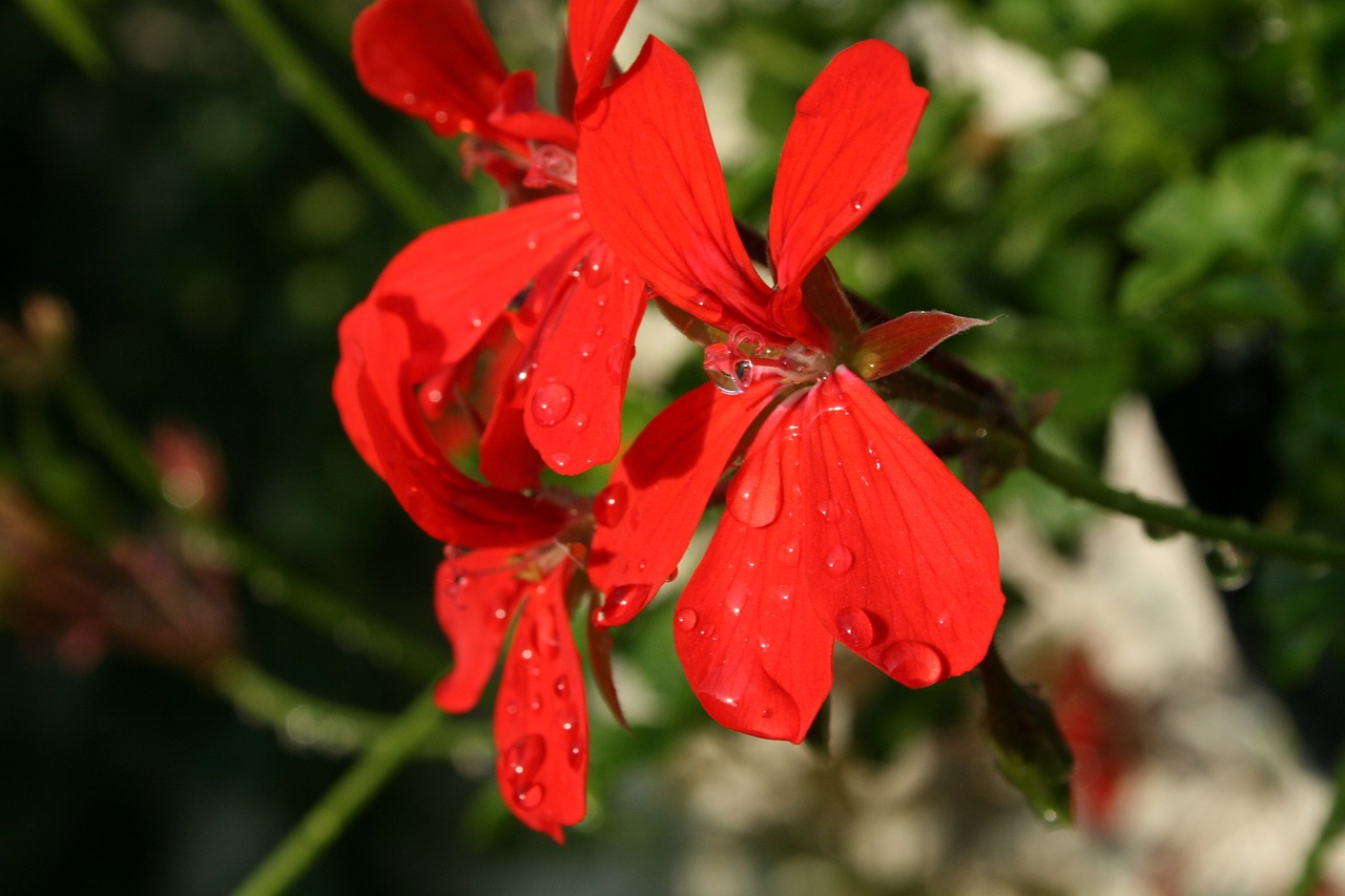 枫卡伦新动态,引领时尚潮流,展现独特魅力风采