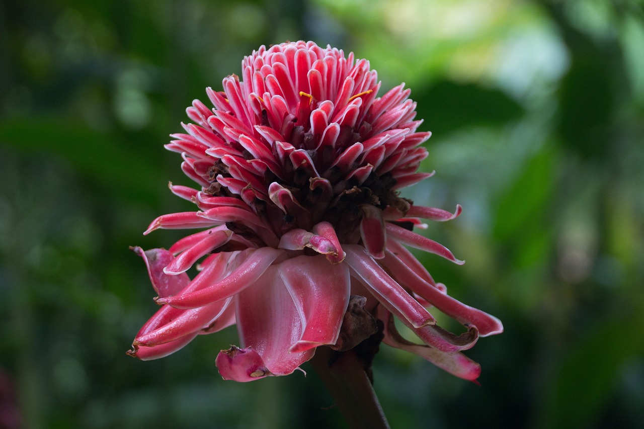 大美中华比赛,华夏文化魅力之花的绽放