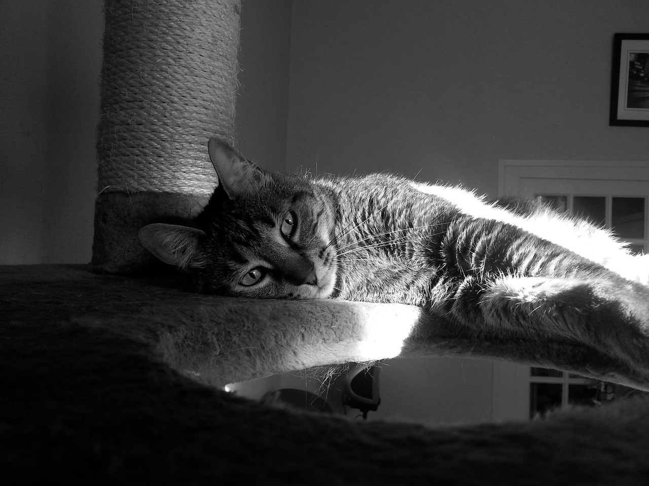 二次元猫咪萌态,动漫头像中的猫咪世界