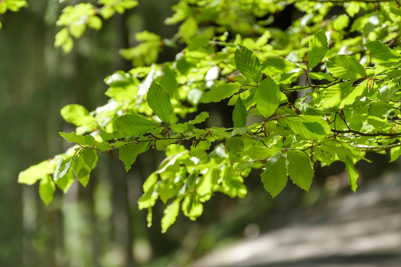 黔张常铁路进展顺利,助推地区经济发展,最新动态更新