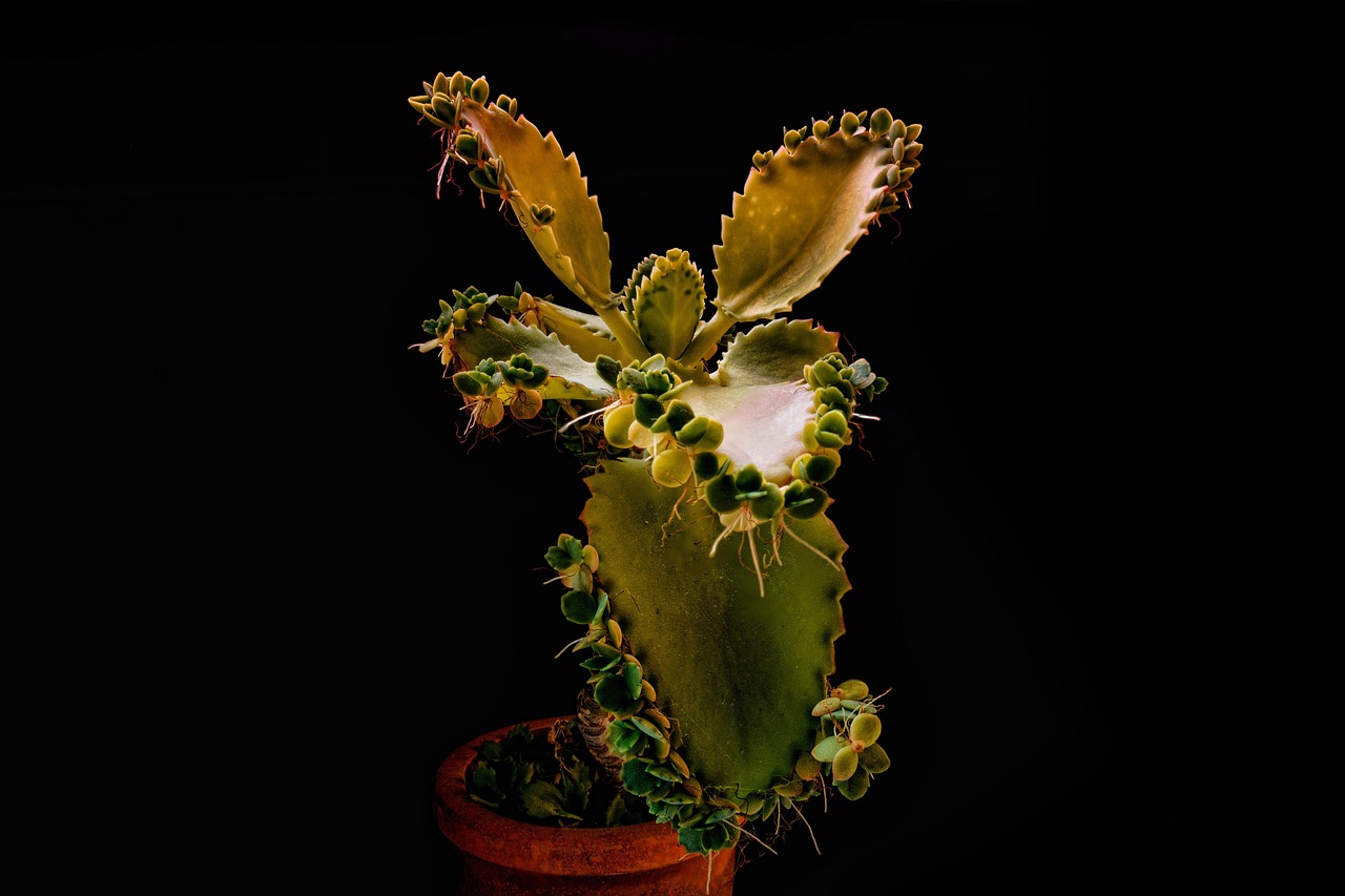 最新兰花,展现魅力与独特性的绝美花卉