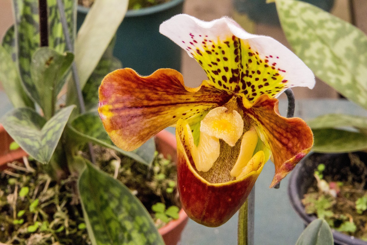 最新兰花,展现魅力与独特性的绝美花卉