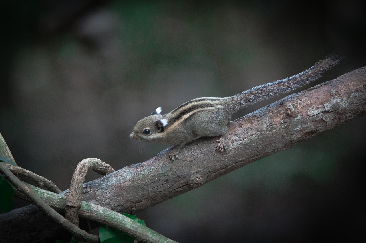 程诺贺梓楷最新动态,探索未知领域与突破性发展更新