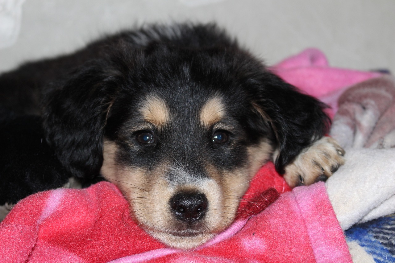 宠物矮马价格详解,影响价格因素及市场探讨