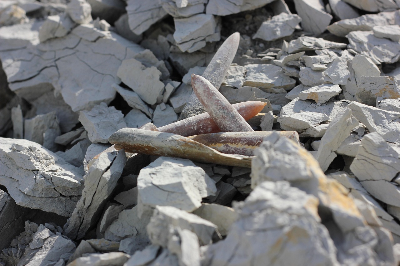 杨先生新动态,展现时代风采,引领潮流之巅