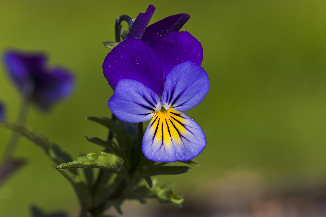 动漫桃花图片,美轮美奂的艺术展现,令人陶醉的视觉盛宴